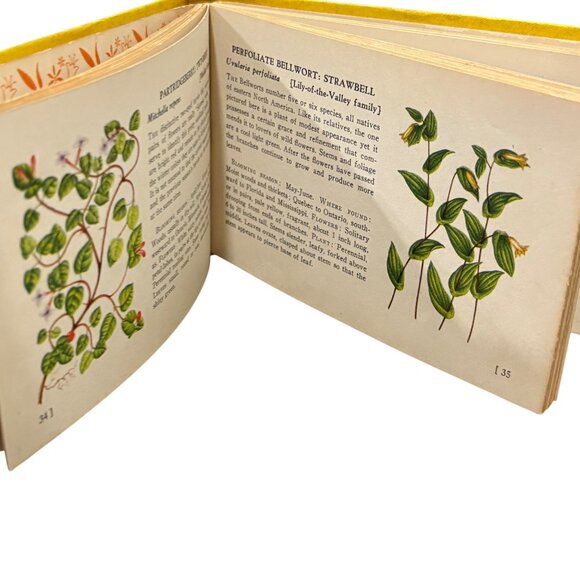 A Guide To Wild Flowers Woodland Flowers Book By T.H. Everett - Picture 5 of 8